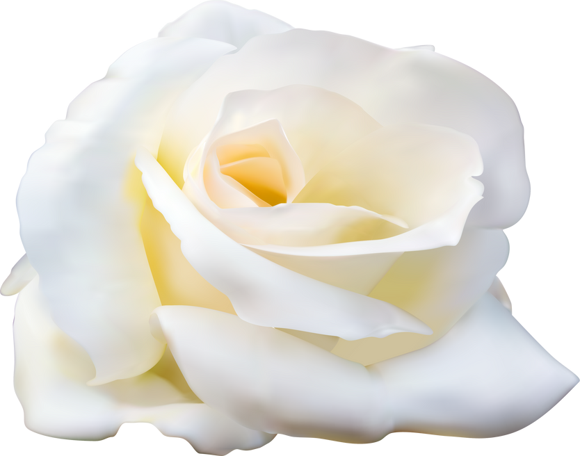 White Rose Flower