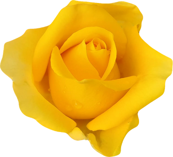 yellow rose